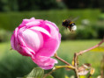 /album/bildgalleri-photo/r0001068-ros-sommar-1000x-jpg/